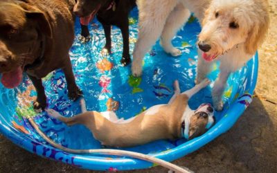 Boarding vs Daycare