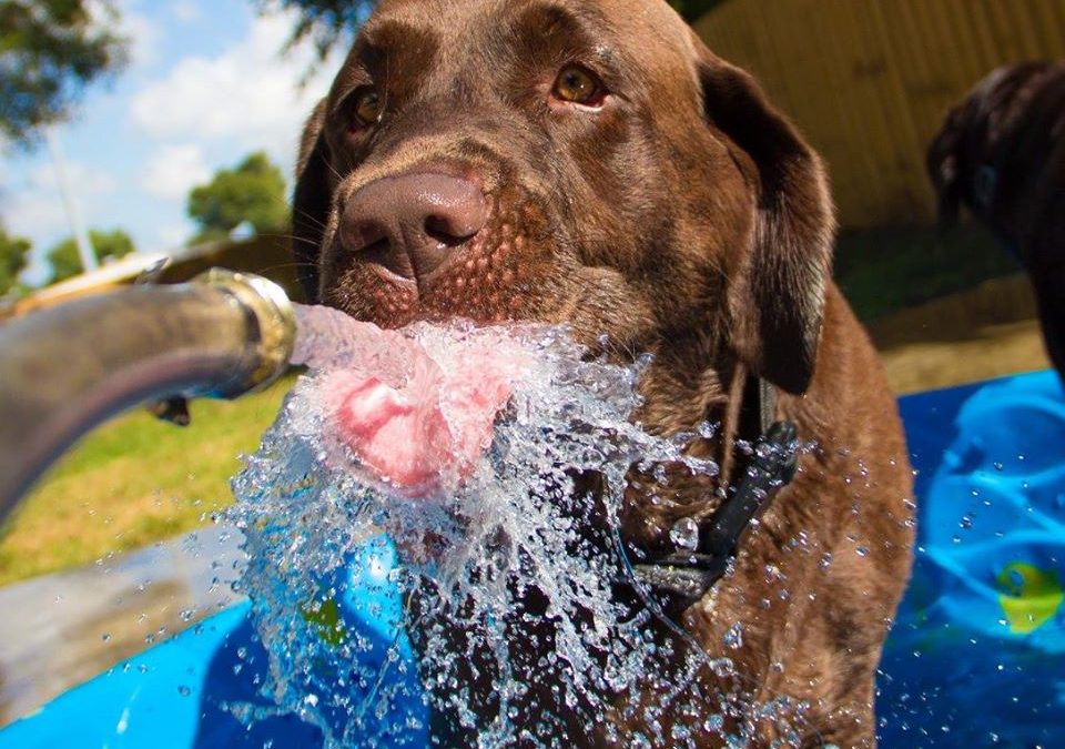 Training Dogs in the Florida Heat | Tips to Prevent Heat Stroke in Dogs