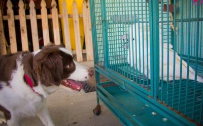 Predatory Drive in Pet Dogs