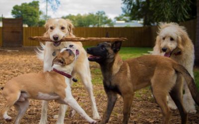 The Doghouse LLC Offers Full Service Dog Boarding