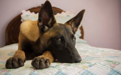 Puppy Training Tips