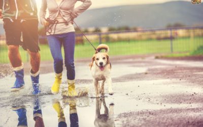 Potty Training for Hurricanes