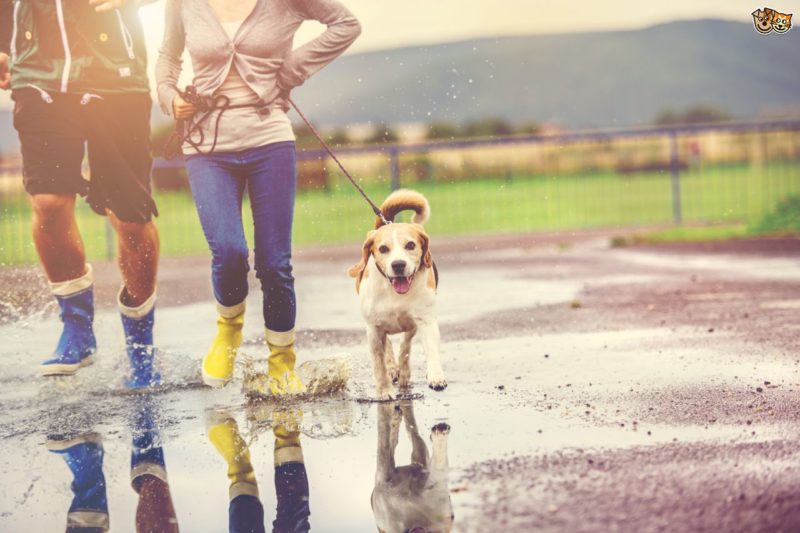 Hurricane Training: How to Teach Your Dog To Potty On Leash