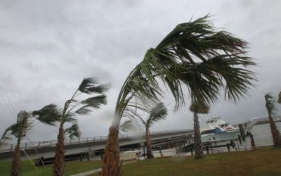 Hurricane Prep for Dogs