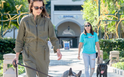 10 Tips for Your Dog’s Heel | No More Leash Pulling