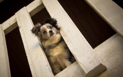 Why Does My Dog Fence Fight?