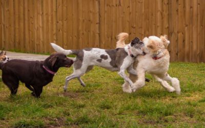 Aggressive Dogs and Our Program