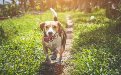 8 Tips to Get Your Dog To Enjoy Being Out Back