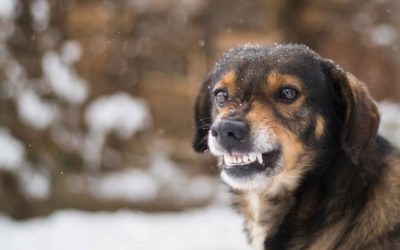 Why is My Dog Reactive On Leash?