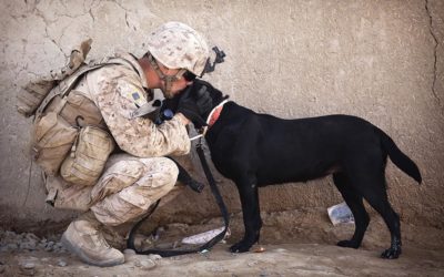 Can A Working Dog Be In A Pet Home?