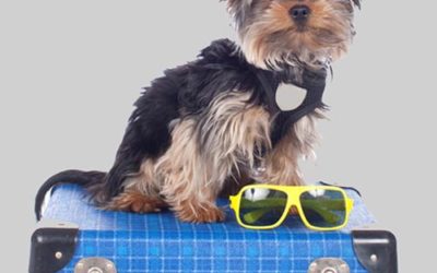 Can a 1-2 Week Training Program Transform Your Dog?