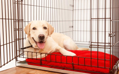 Potty Training Your Puppy