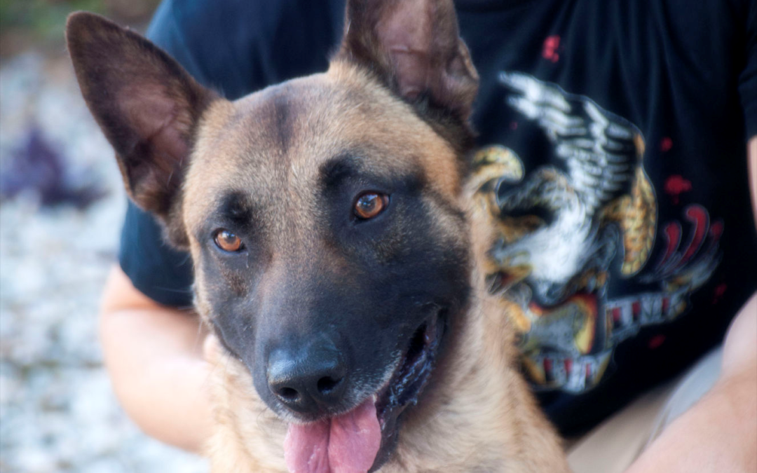 Pooches That Protect The Public | ATF K9s