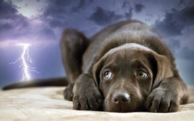 Storm Anxiety in Dogs