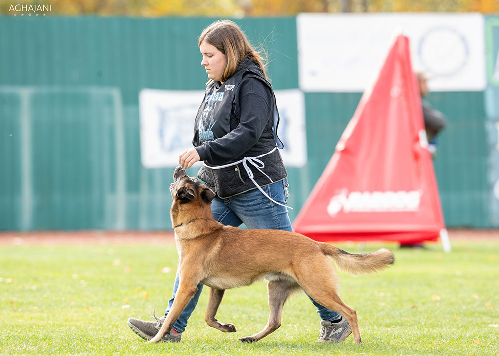 Belgian store malinois trainers