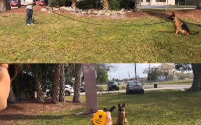 5 Uses For An Electric Collar In Pet Training