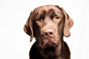 can i train my dog to be a hearing dog