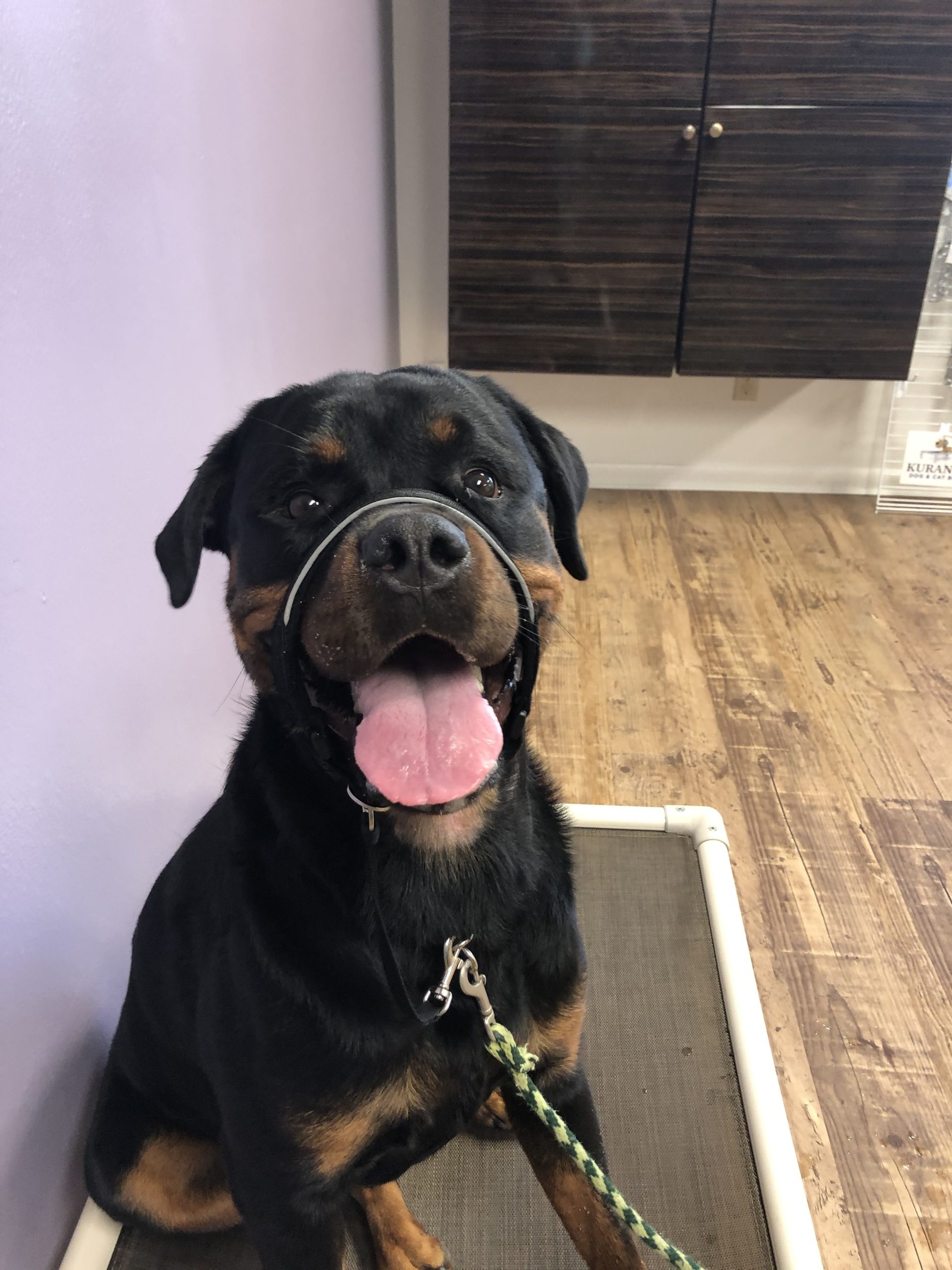 Haltis are not for Heeling at The Doghouse, LLC The Dog House