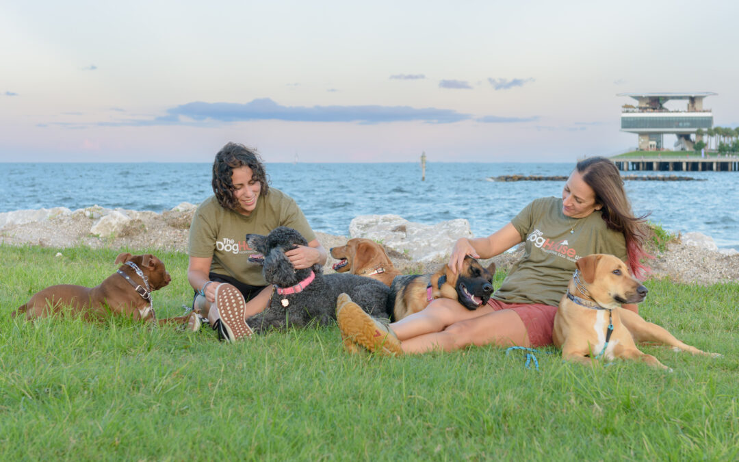 What is the Purpose of Teaching your Dog Basic Obedience Commands?