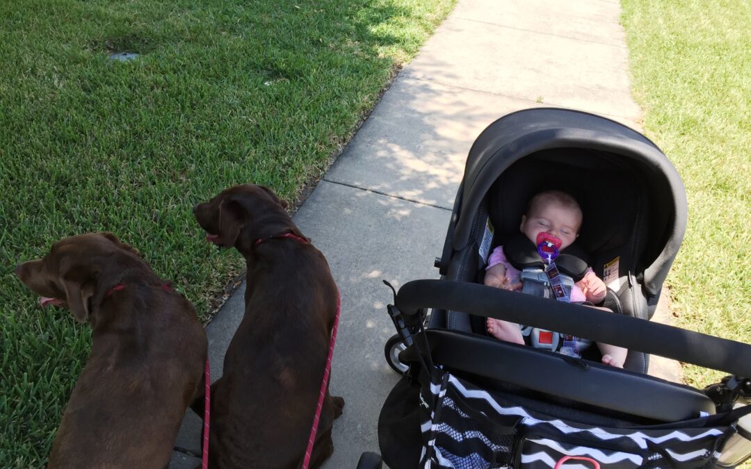 Teach Your Dog a Halti for Stroller Walks | Baby and Dog Tips
