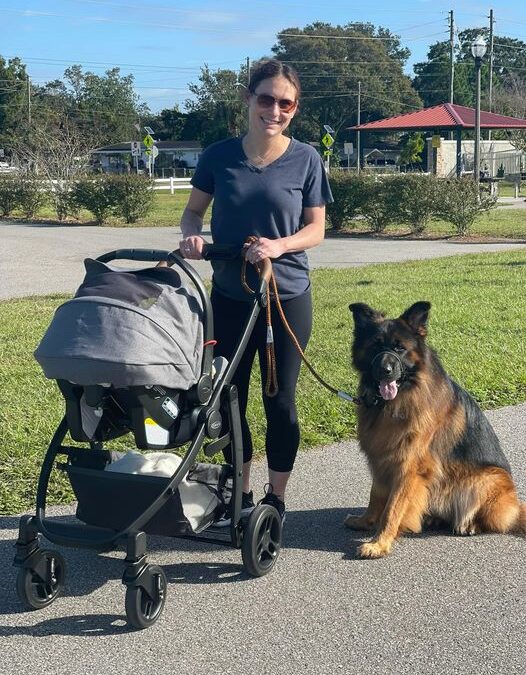 Teach Your Dog a Halti for Stroller Walks | Baby and Dog Tips