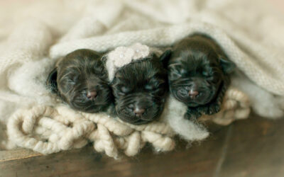 The Various Stages of Puppy Training