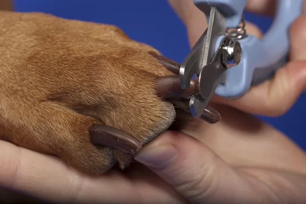 Nail Trims in Dogs | It’s About Relationship