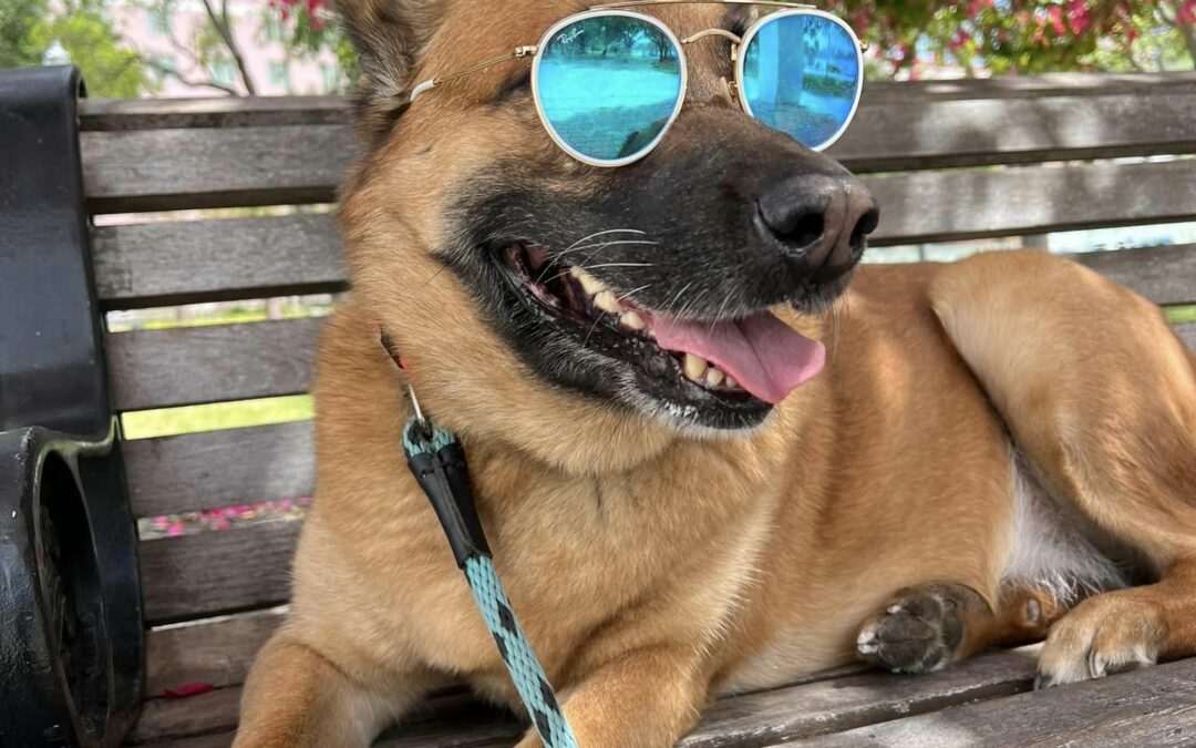 dog-friendly tampa bay. A malinois lays on a bench wearing sunglasses in downtown St. Pete.