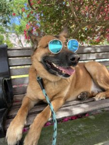 dog-friendly tampa bay. A malinois lays on a bench wearing sunglasses in downtown St. Pete.