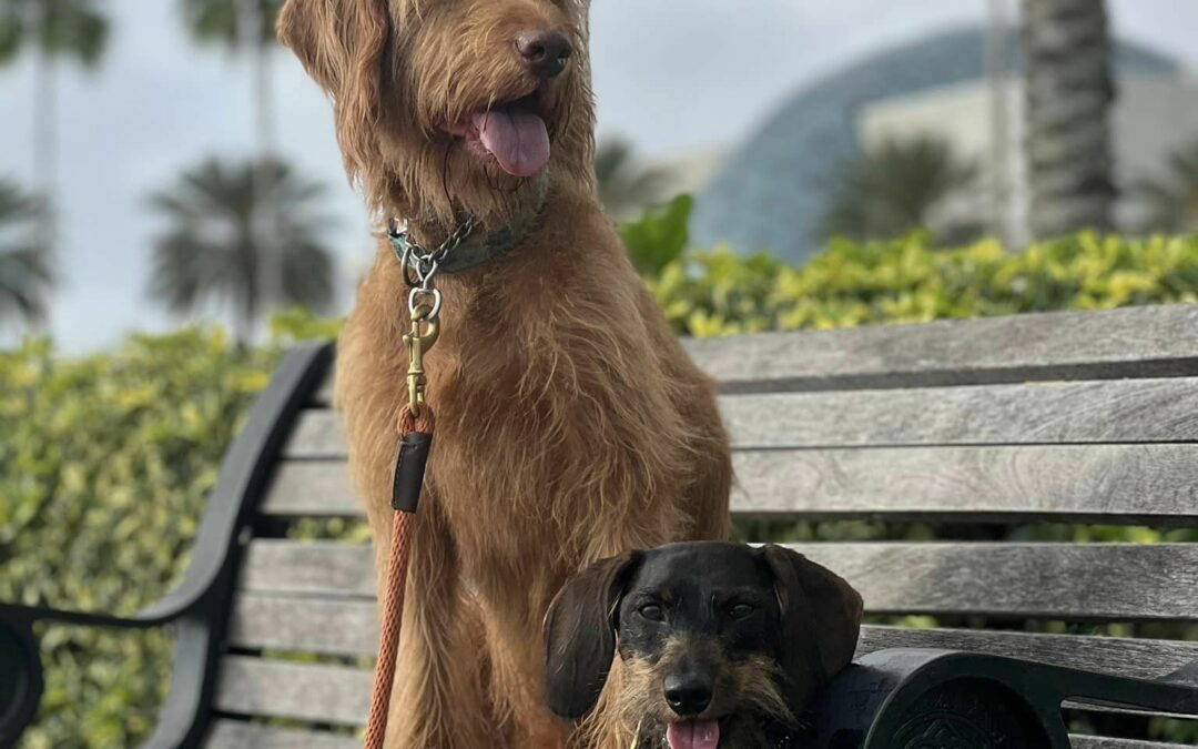 Dog-friendly tampa bay. Two dogs sit on a bench in downtown St. Pete.