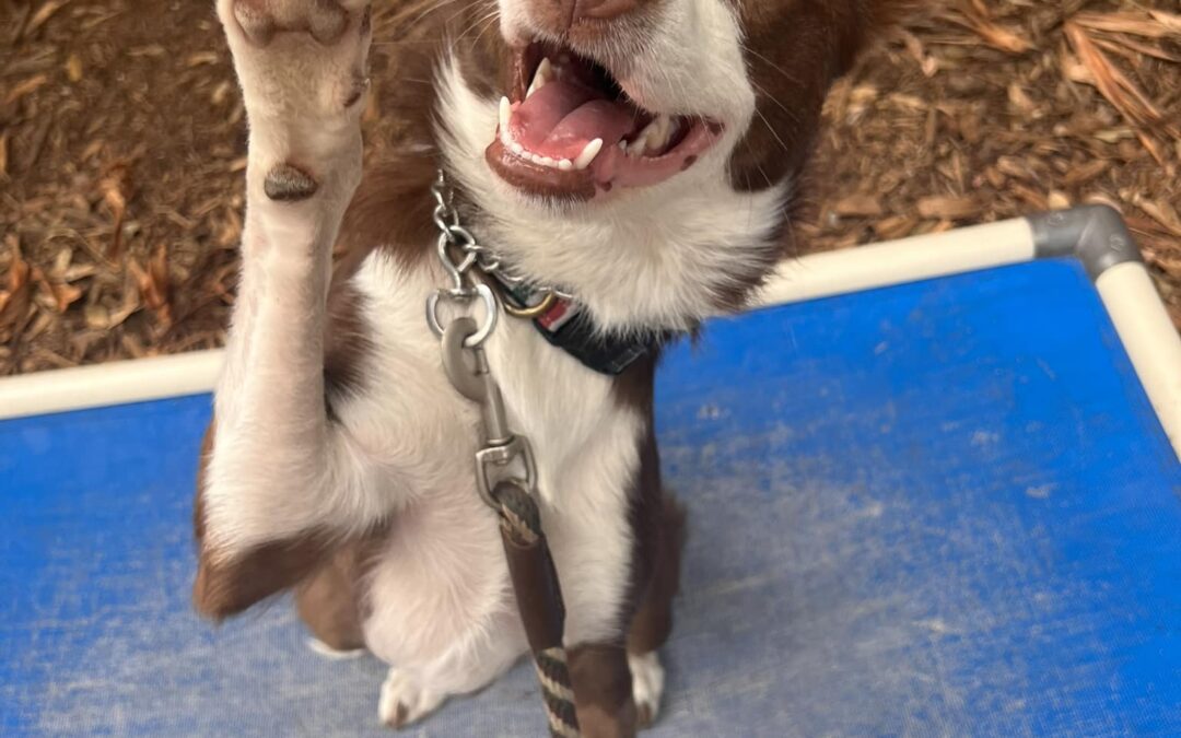 A Border Collie waves at the camera.