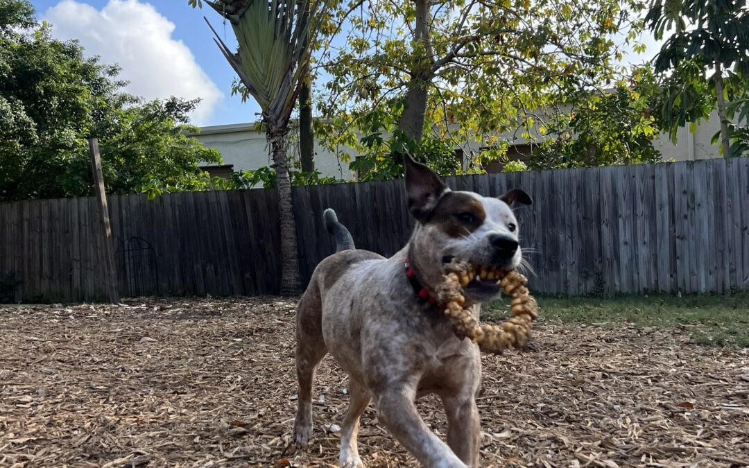 An Australian Cattle Dog running with a toy.