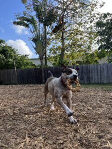 An Australian Cattle Dog running with a toy.