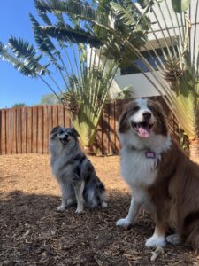 Two herding breeds, an australian shepherd and mini australian shepherd sit in a yard.