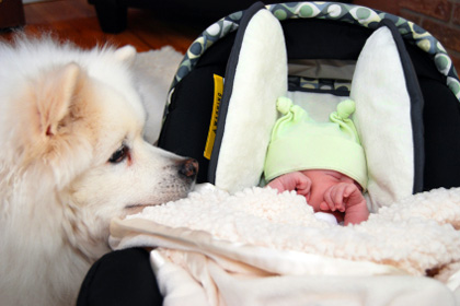 Exact Steps To Get Your Dog Prepared For Infant