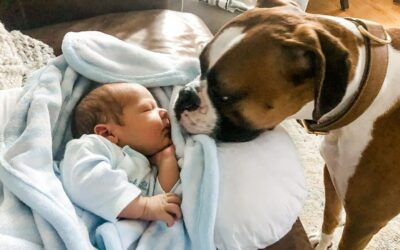 MYTH #1: Your dog will accept your new baby into the family and there is no need to train them; they will accept/love the baby because you do.