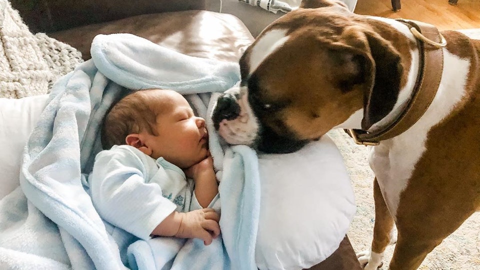 A Common Mistake When Introducing Your Dog and Newborn
