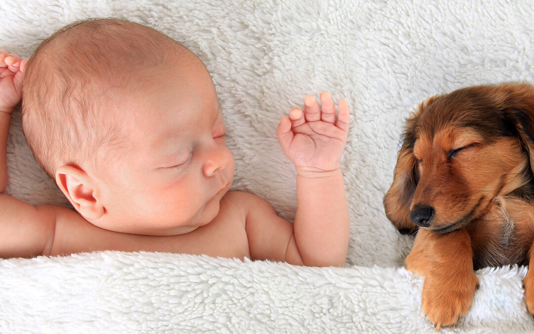 Common Assumptions About Dogs and Newborns