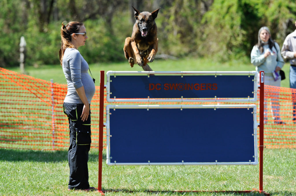 My Story Mission Of Dogs To Diapers The Dog House my-story-mission-of-dogs-to-diapers-the-dog-house
