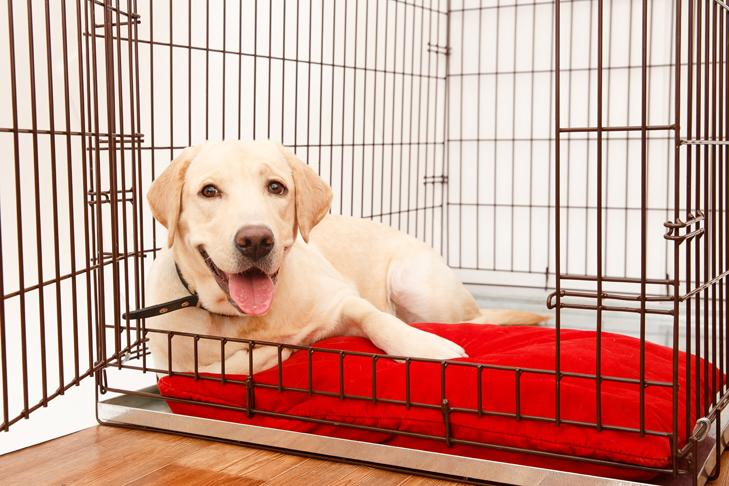 Dogs, Crates, and Kids | A Must For Your Dog