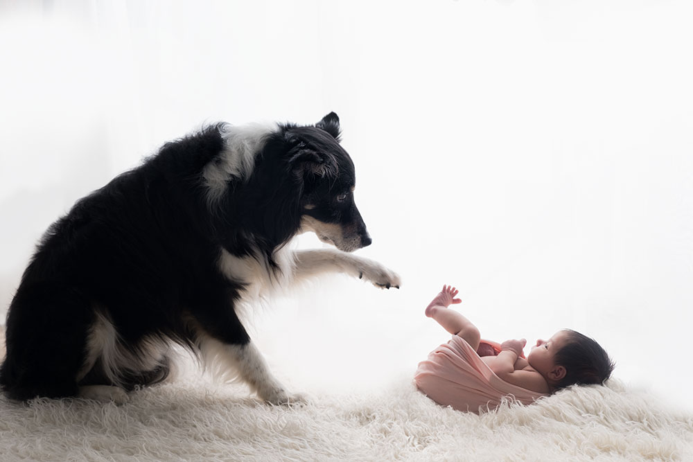 MYTH #4: Using a “fake” baby will help your dog prepare for your newborn and will give us an idea of how the dog will respond to the new baby.