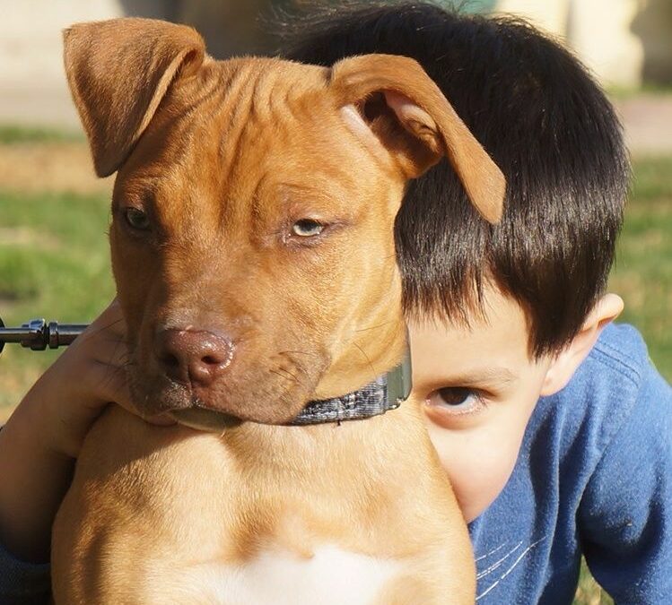 The Truth About Pit Bulls and Kids | Leri Hanson Interview