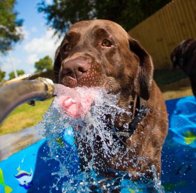 dog drinking water hose