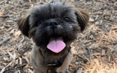 Puppy Training at Home vs. Hiring a Trainer in Tampa Bay: A First-Time Dog Owner’s Guide