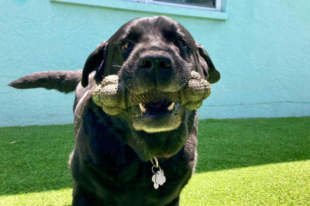 Black Labrador enjoying dog obedience training at The Dog House, holding a toy bone in a secure outdoor play area.)