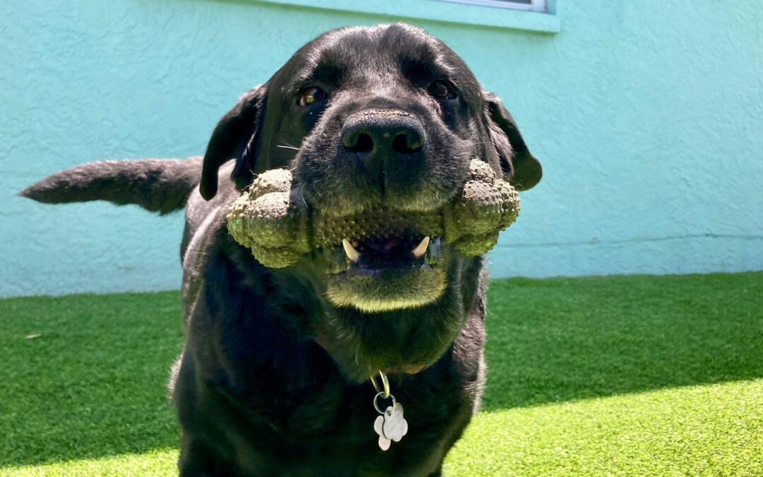 What First-Time Dog Owners Can Expect at The Doghouse’s Obedience Training