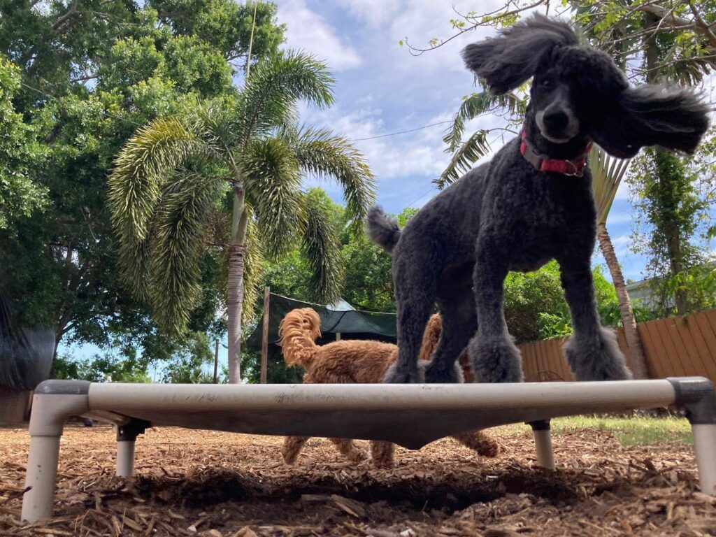 Black poodle on a raised training cot during outdoor obedience, with another dog beneath in a shaded, fenced yard.