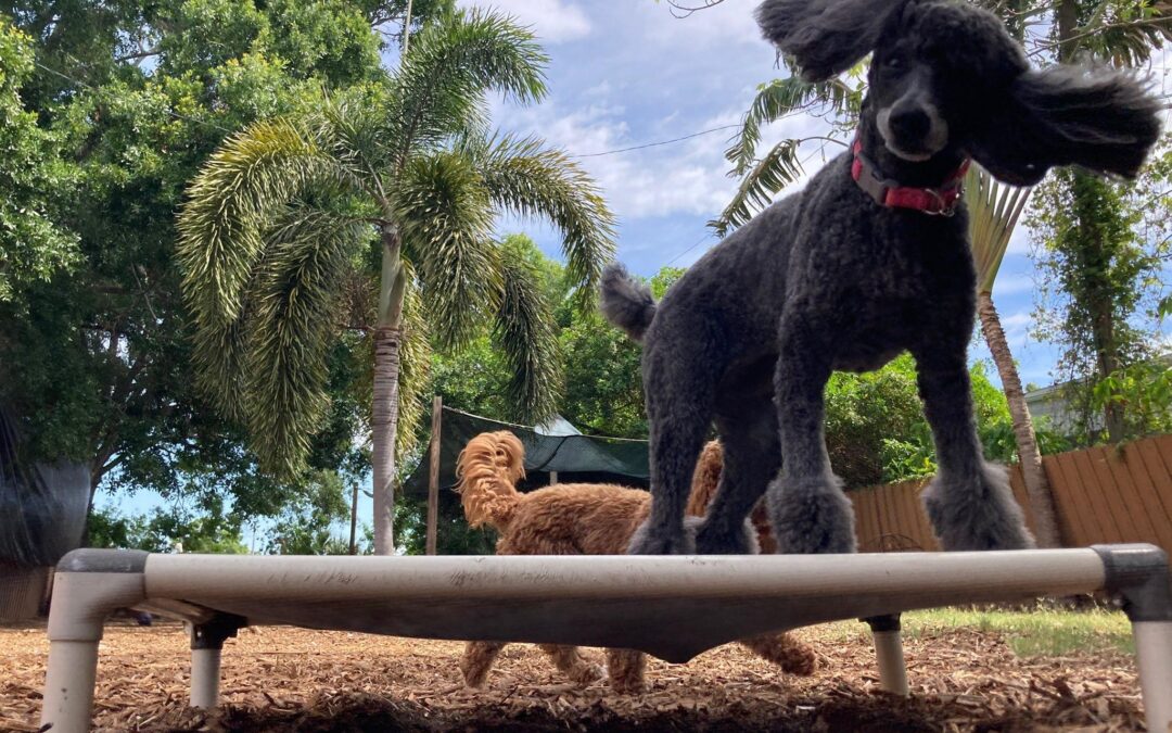 Board and Train Programs: The Truth about Backyard Trainers