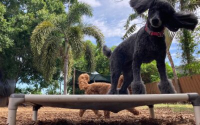 Board and Train Programs: The Truth about Backyard Trainers