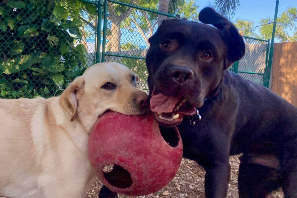 Two happy dogs playing with a red ball at The Dog House dog boarding facility in Tampa Bay.